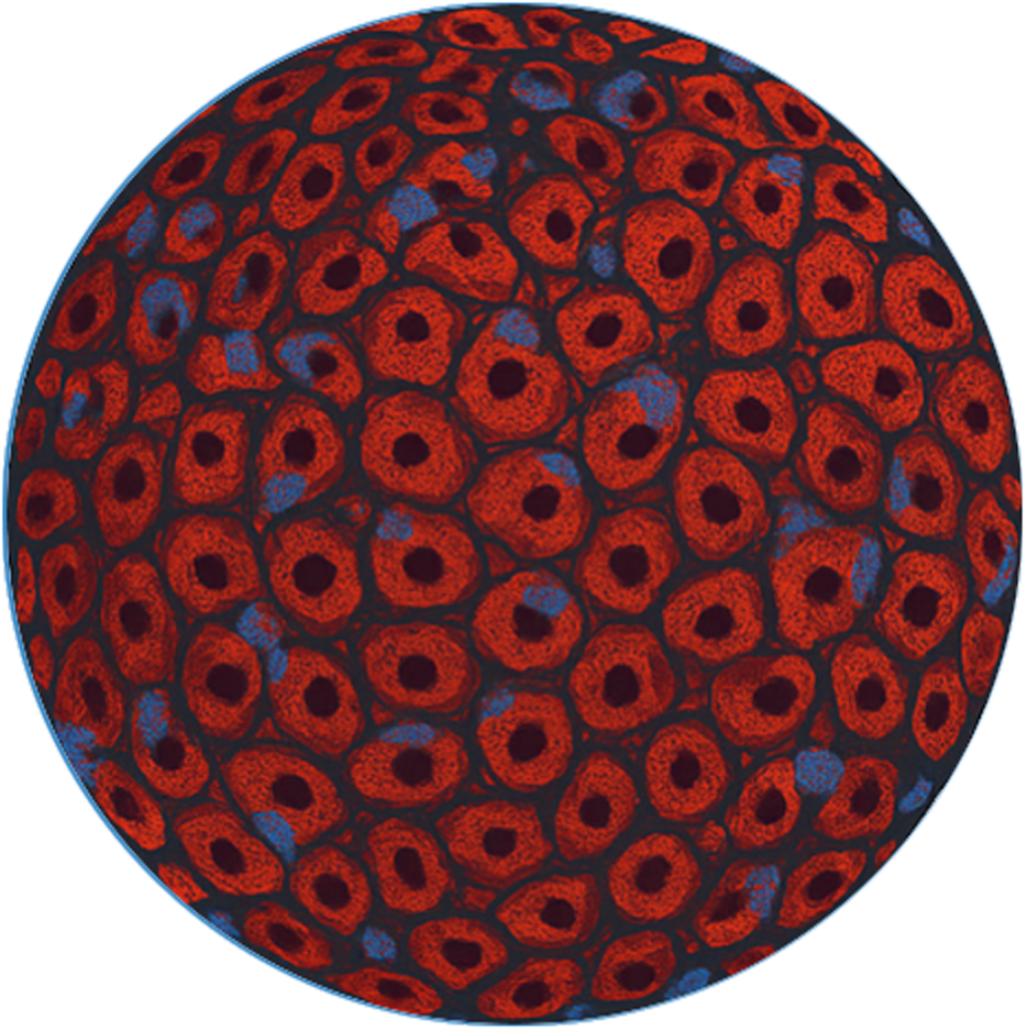 vivosim-tissue-model