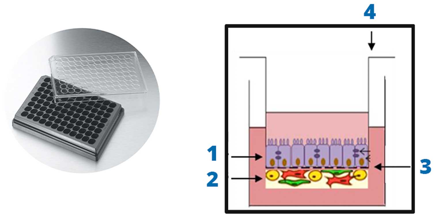 vivosim-toxicity-test
